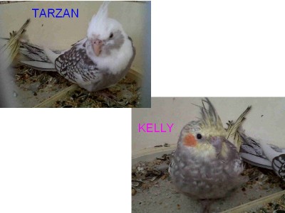 MES CALOPSITTE ADOREE.jpg