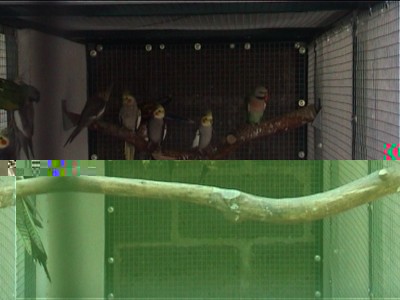 voliÃ¨re ext fond.jpg