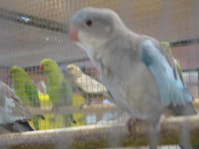 2010 09 chartres 014.jpg