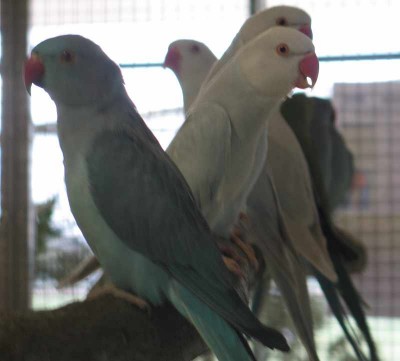 2010 09 chartres 025.jpg