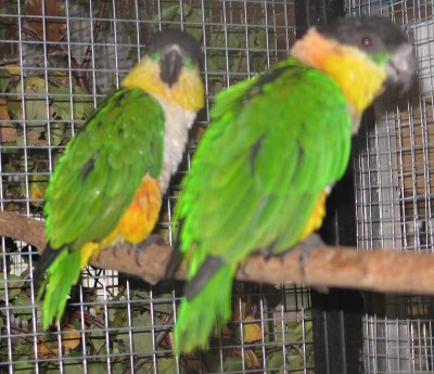 2010 09 chartres 032.jpg