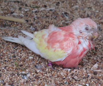 photos canon sx120 (ete2010) 438.jpg