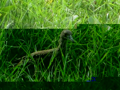 Bihoreau violacÃ© juvÃ©nile.jpg