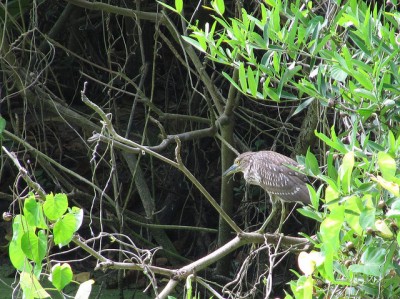 Bihoreau violacÃ©.jpg