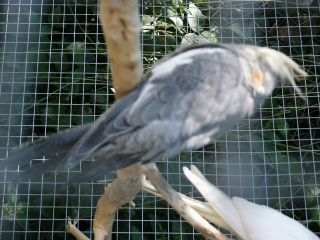 Femelle Callopsites.jpg