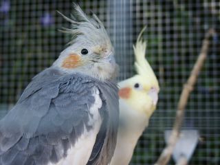 Couple Callopsites 2.jpg