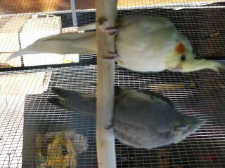 Couple Callopsites.jpg