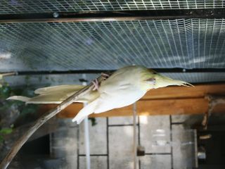 MÃ¢le Callopsites.jpg