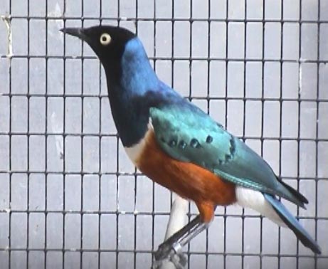 spreo-superbe- 8z550-2 copie.jpg