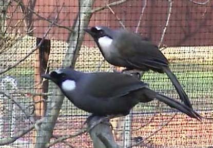 garru_ 5zm600-2 copie.jpg