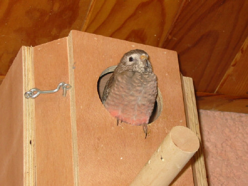 femelle reproductrice .JPG