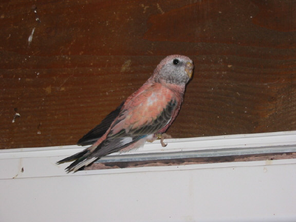 jeune femelle 04.JPG