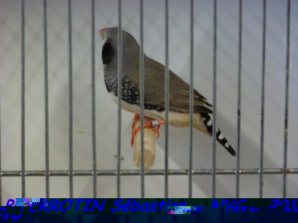 Diamant Mandarin 6.jpg