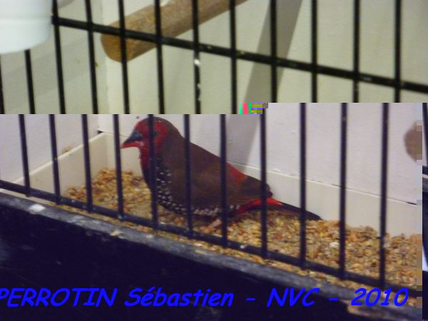 EmblÃ¨me Peint MÃ¢le.jpg