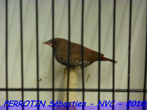 EmblÃ¨me Peint Femelle.jpg