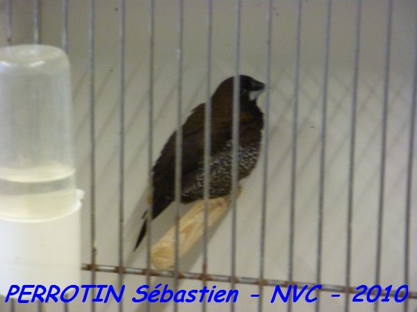 Moineau du Japon 1.jpg