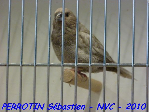 Moineau du Japon 2.jpg