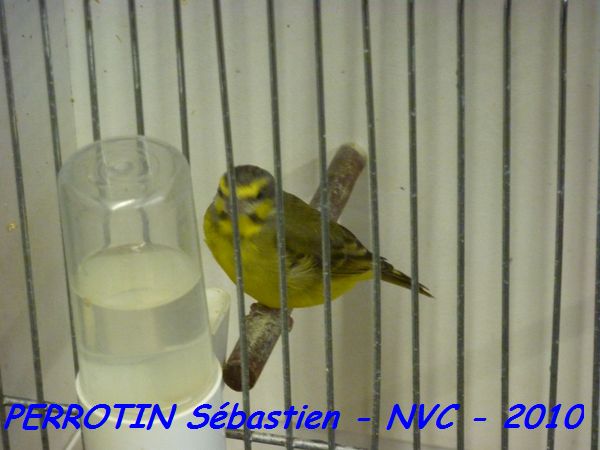 Serin de Mozambique.jpg