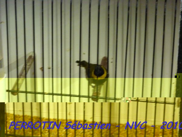 Petit Chanteur de Cuba.jpg