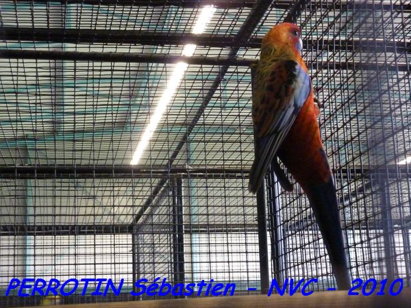 AdÃ©laÃ¯de mÃ¢le.jpg