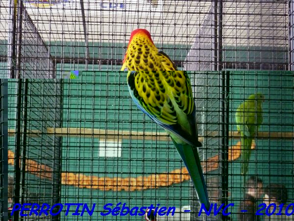 Omnicolore Dos Jaune.jpg