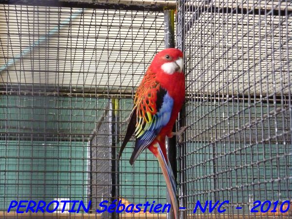 Omnicolore Opaline.jpg