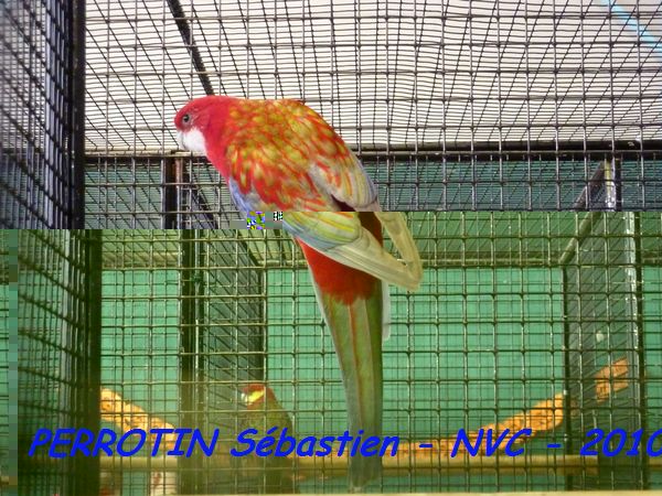 Omnicolore Opaline Pastel.jpg