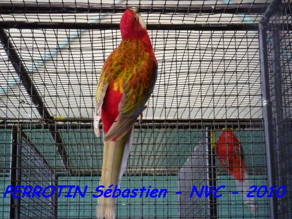 Omnicolore Opaline Cinnamon.jpg