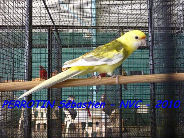 Paille PanachÃ©e.jpg