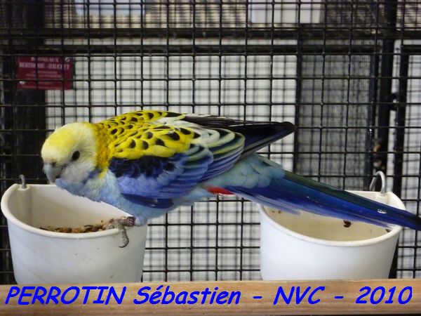 Palliceps Ã  joues pÃ¢le.jpg