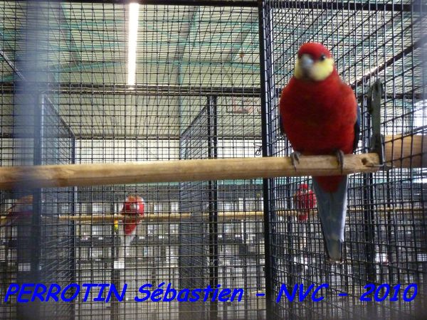 Stanley TS MÃ¢le.jpg