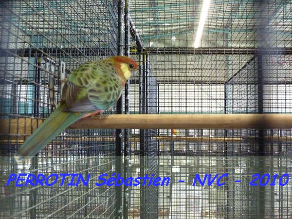 Stanley TS Femelle.jpg