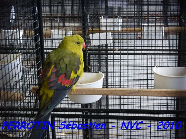 MÃ©lanure mÃ¢le.jpg