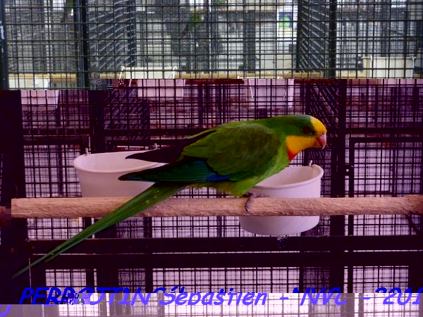 Barraband MÃ¢le.jpg