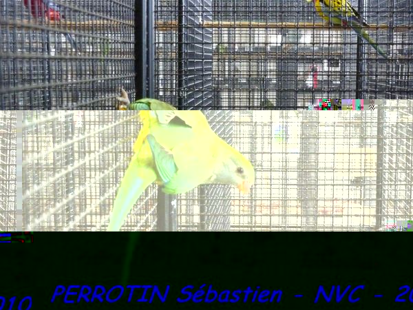 Barraband Femelle.jpg