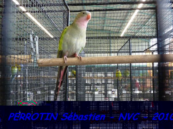 Princesse de Galles TS.jpg