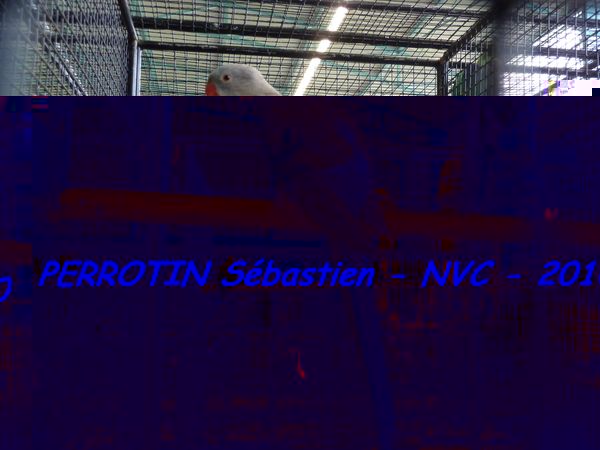 Princesse de Galles Bleue.jpg