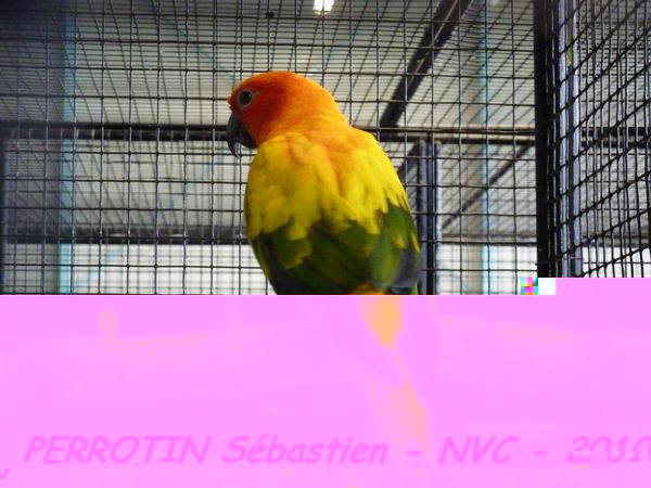 Conure Soleil.jpg