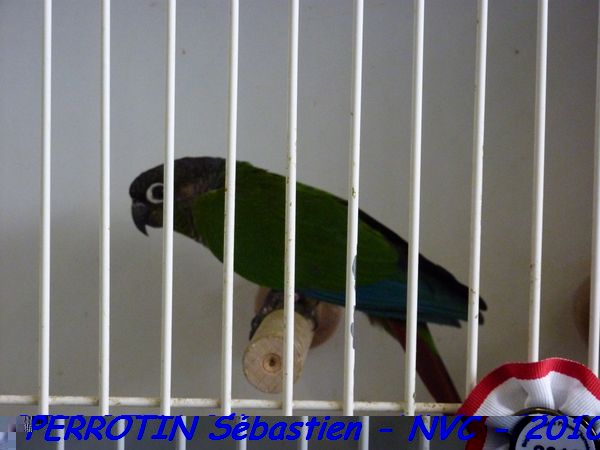 Pyrrhura Molinae.jpg