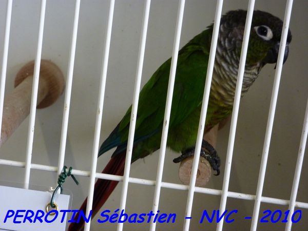 Pyrrhura Molinae 2.jpg