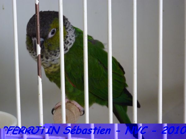 Pyrrhura Rupicola.jpg