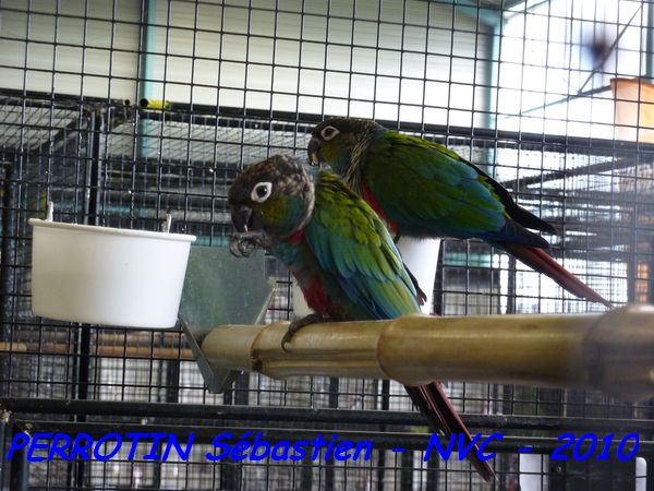 Pyrrhuras Perlata Perlata.jpg