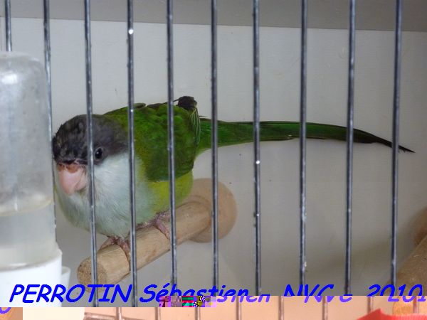 Toui Aymara mÃ¢le.jpg