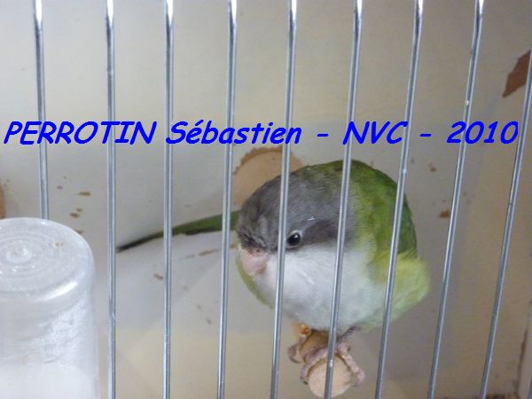 Toui Aymara femelle.jpg