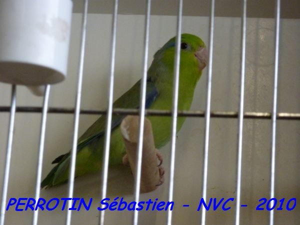 Toui CÃ©leste TS mÃ¢le.jpg