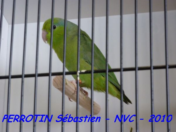 Toui CÃ©leste TS Femelle.jpg