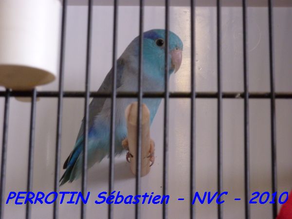 Toui CÃ©leste Bleue.jpg