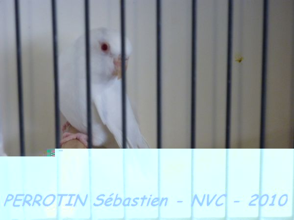 Toui CÃ©leste Albinos.jpg