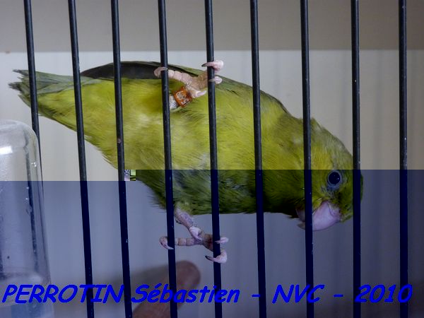 Toui CÃ©leste Gris-vert.jpg