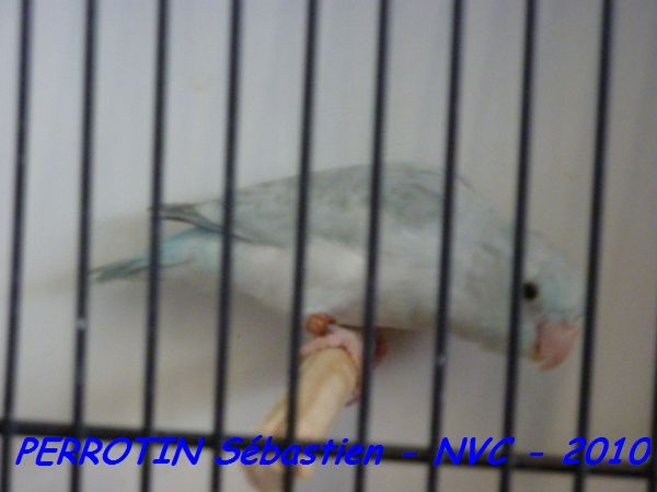 Toui CÃ©leste Pastel Bleu.jpg